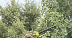 RRE to save native trees/remove invasives