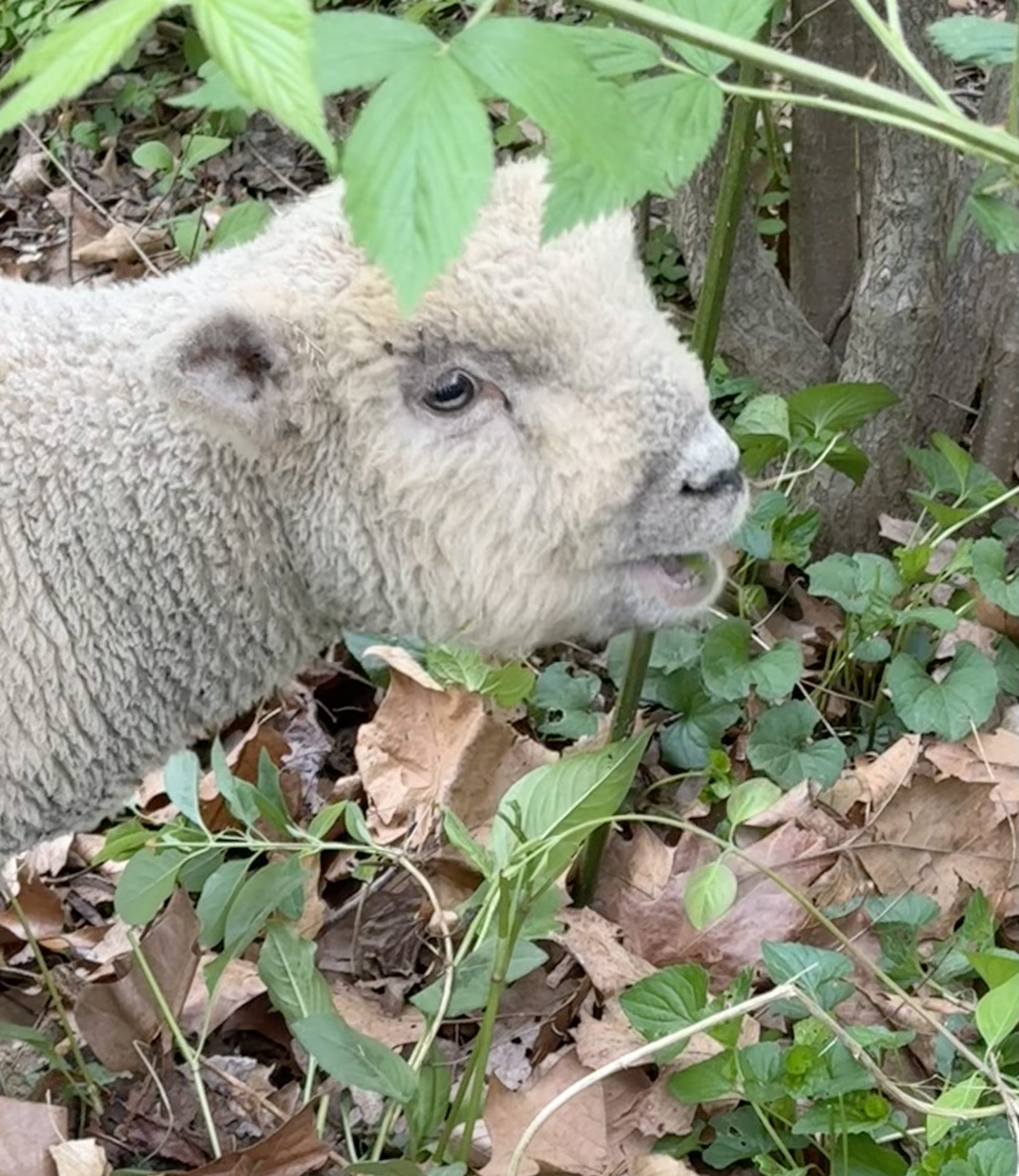sheep chewing